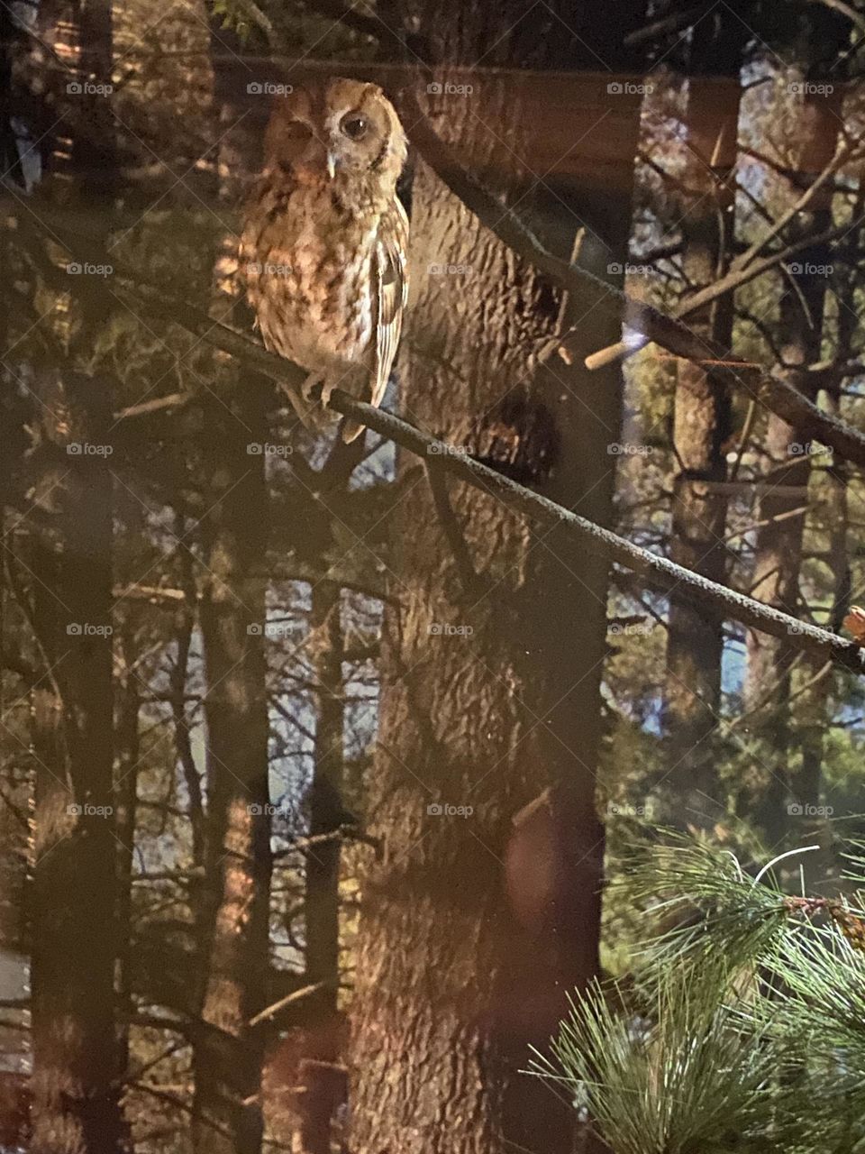 A Screech owl in its enclosure at Jenkinson’s Aquarium located on the boardwalk in Point Pleasant Beach, NJ. There are two owls there, both of whom are blind in one eye.