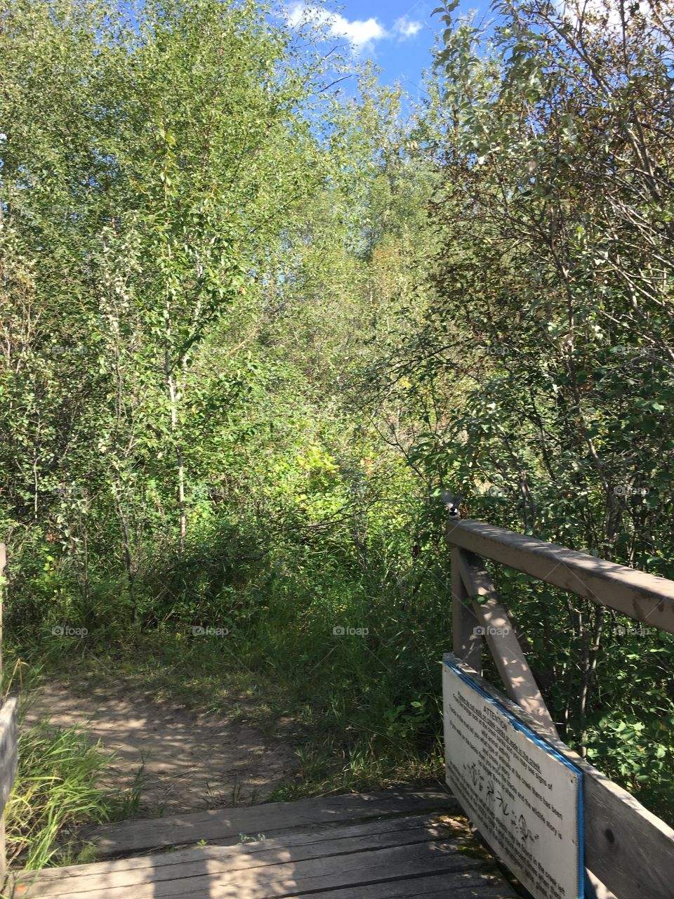 Nature, No Person, Wood, Leaf, Outdoors