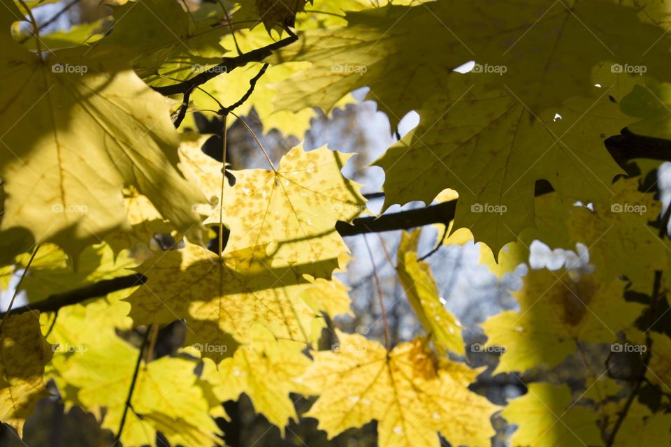 Yellow marple leaves in autumn sun