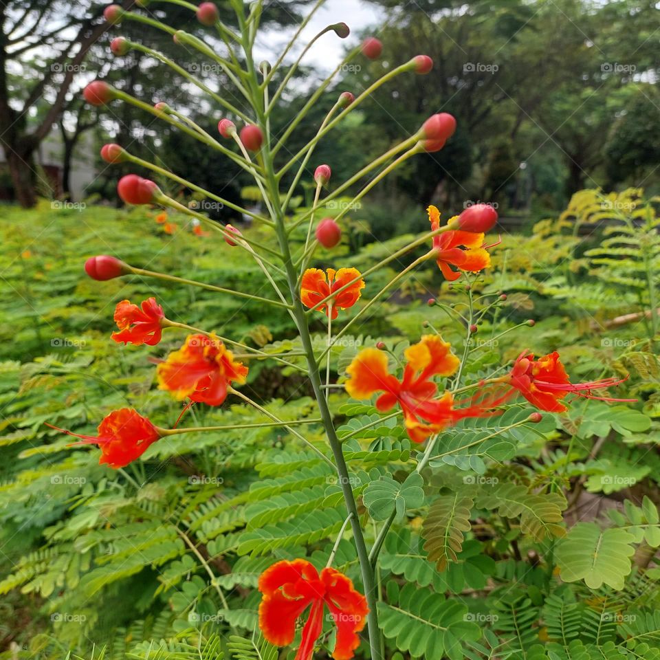 red flowers in the garden