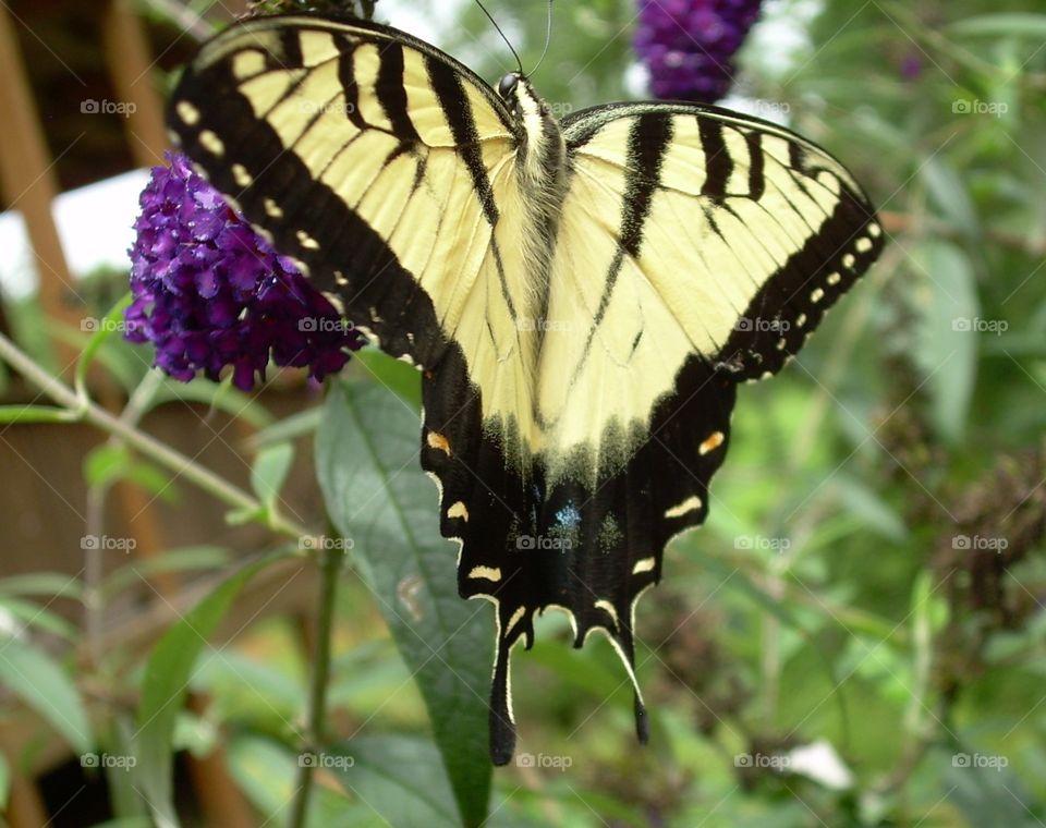 Yellow butterfly . Yellow butterfly 