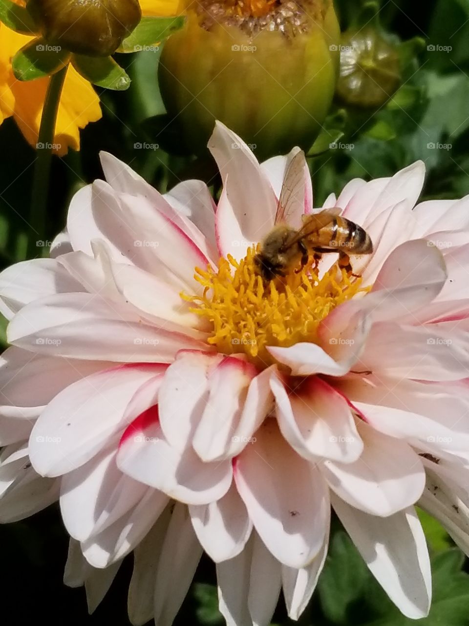 Bee and pink flowers