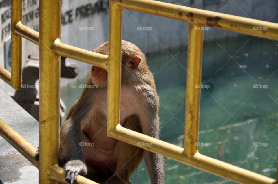 Monkey, Outdoors, Wood, No Person, One