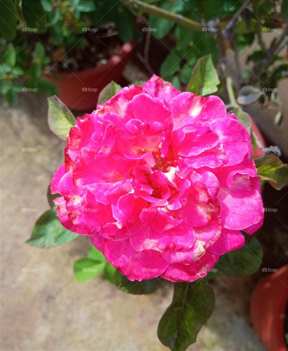 beautiful pink💕rose🌹flower🌺🌻🌹🌷