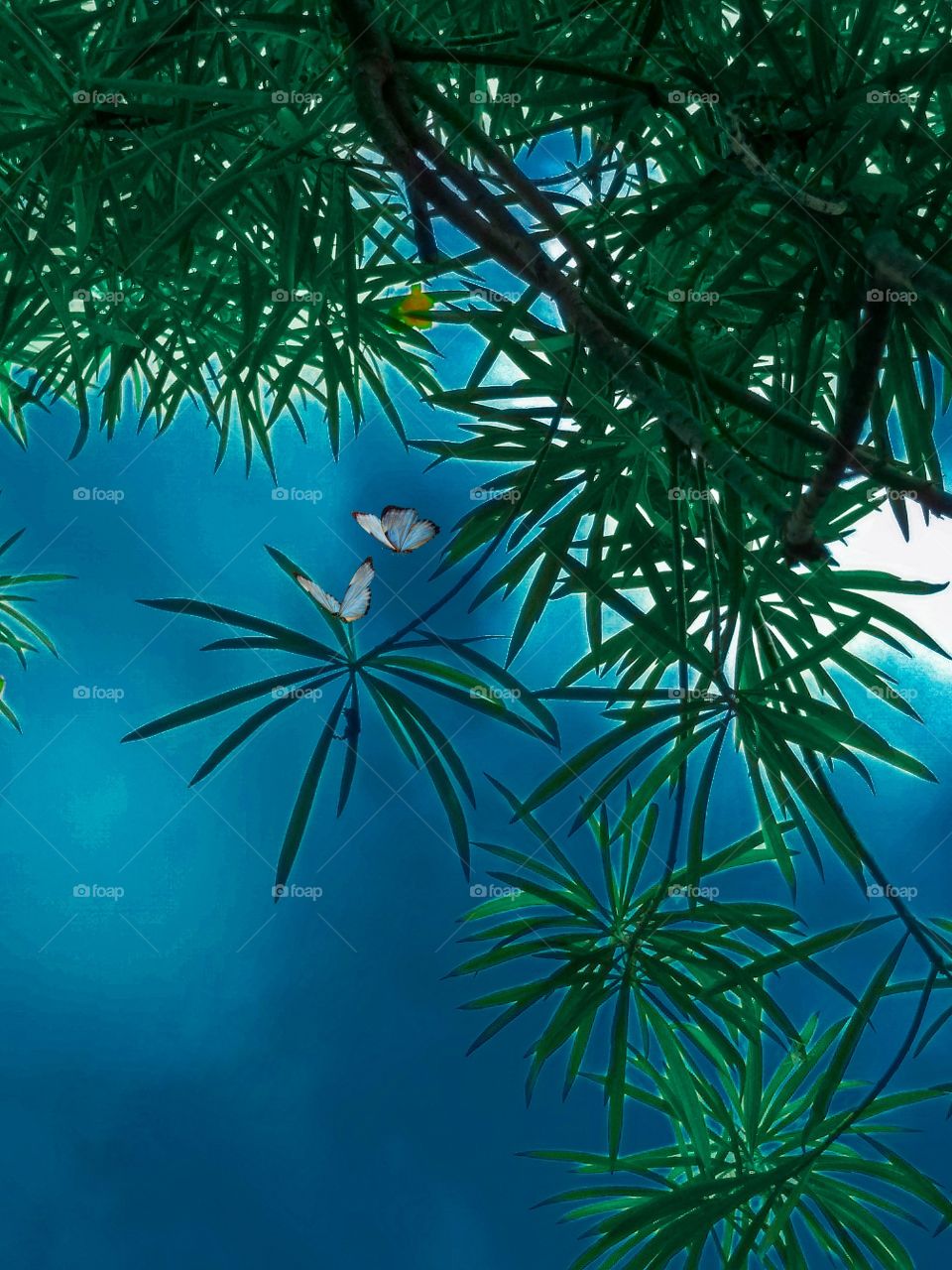 Green plant in Blue sky and two butterfly