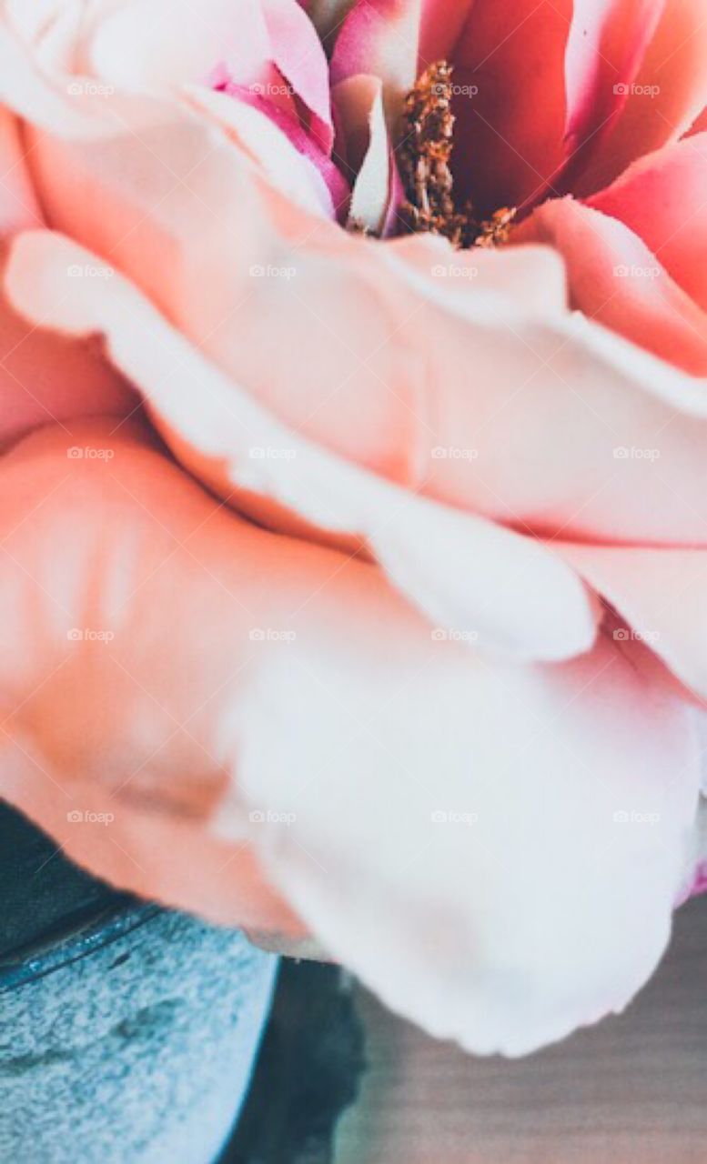 Spring is right around the corner - Rose 