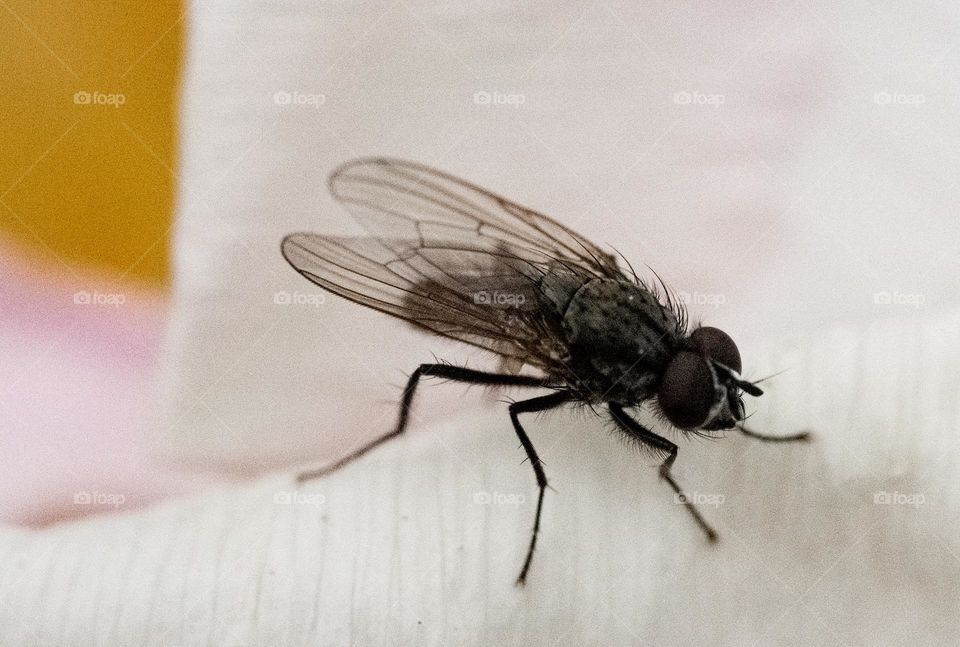 A fly on a petal close up 