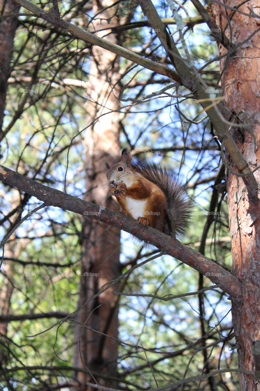 Charming squirrel 