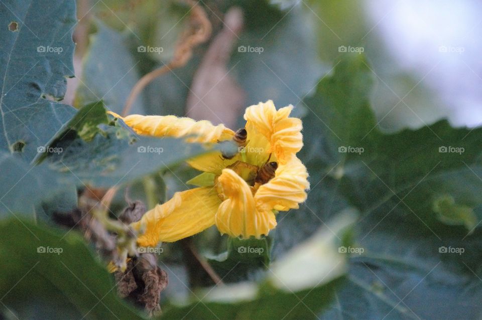 These squash blossoms growing on a fence had these honeybees in them 