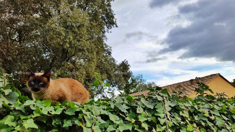 A lazy cat decided to sleep on the wall of an house garden.