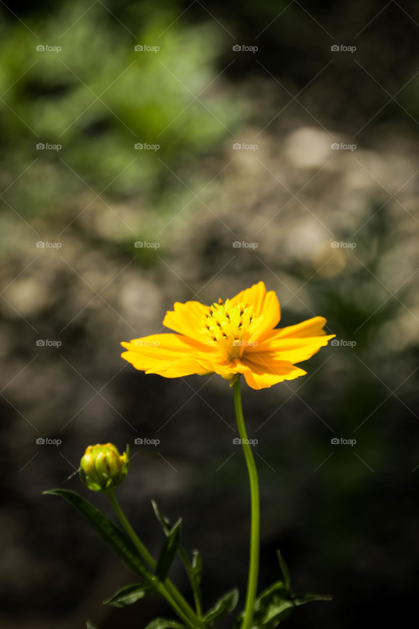 the yellow flower in a garden