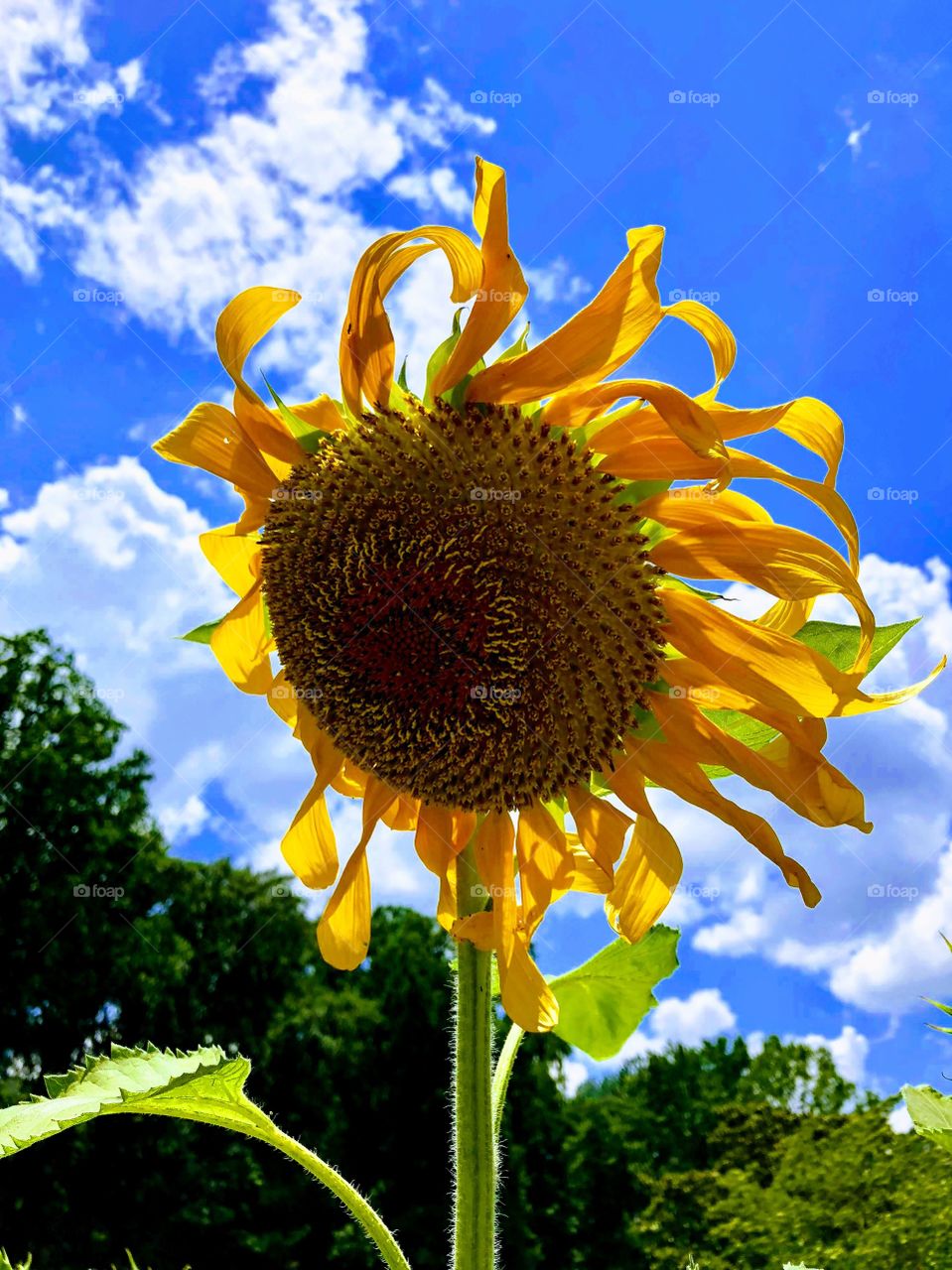 Windblown sunflower against a bright blue sky. My petals filter their breeze flyby. 