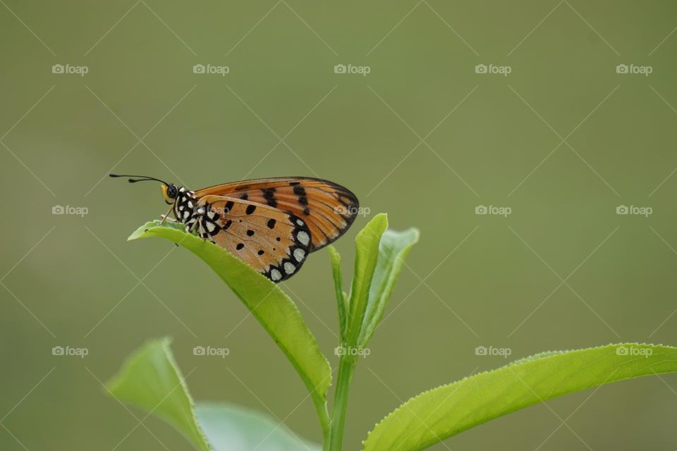 Beautiful butterfly on leaves