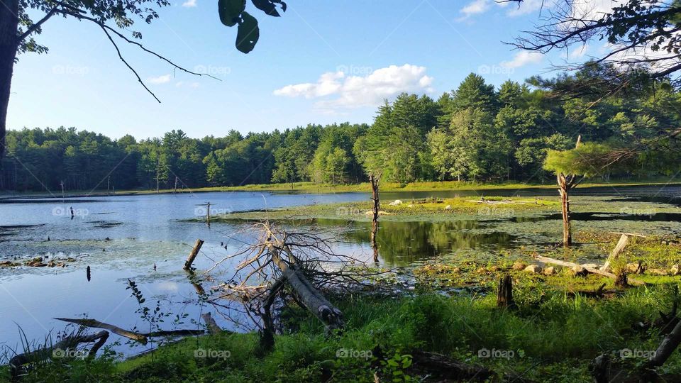 Massachusetts Forest