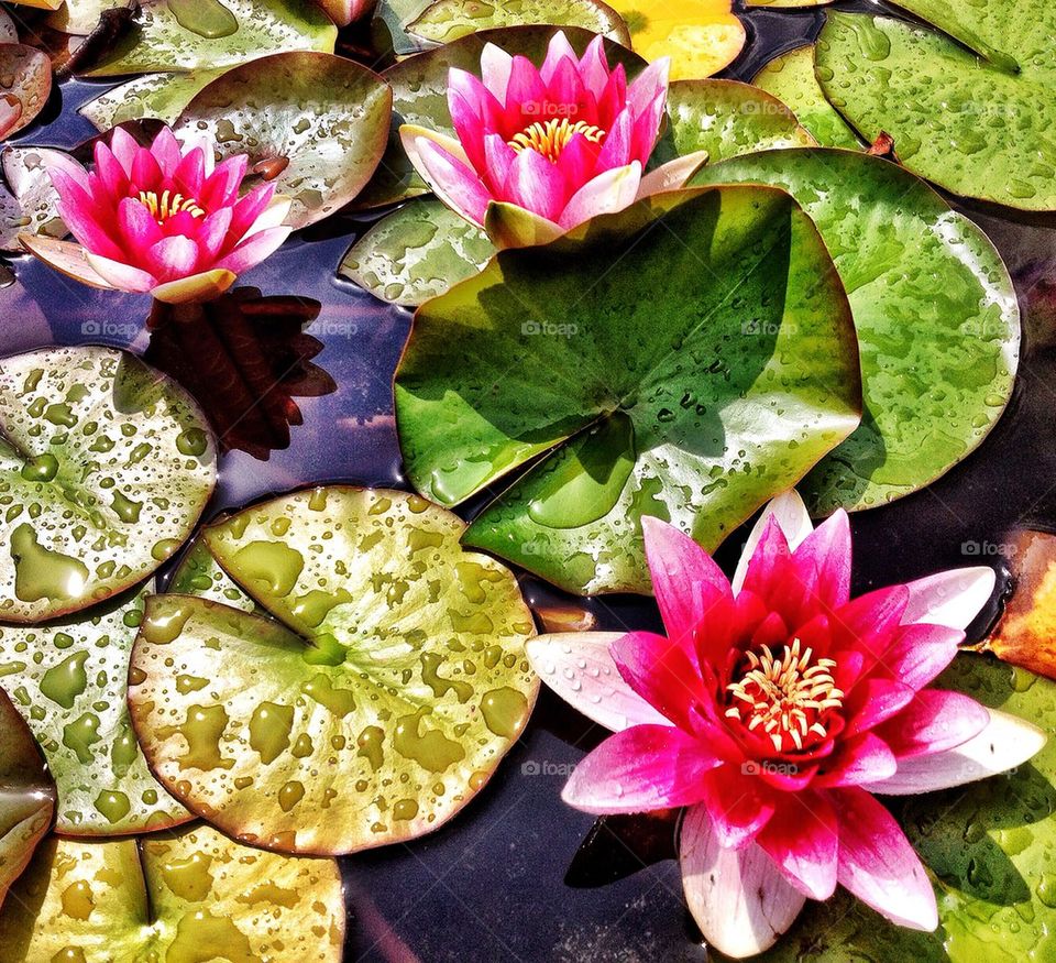 Pink water lillies