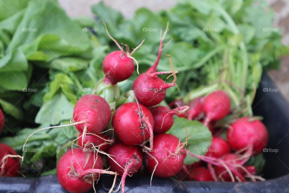 Fresh small radishes 