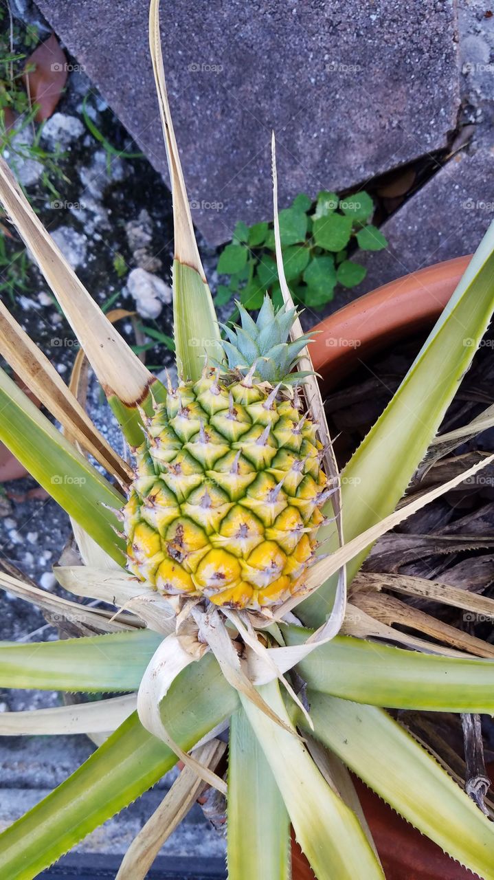 baby pineapple