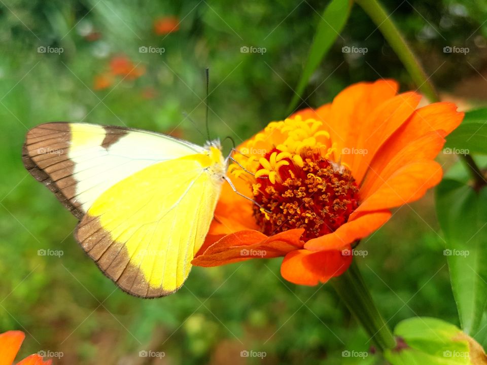 Butterfly on flower