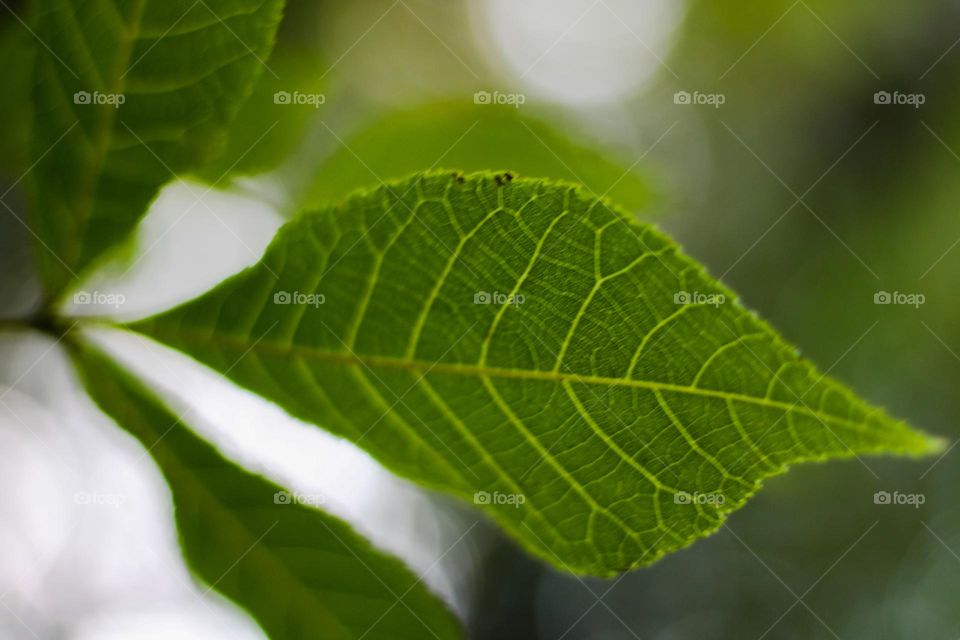 Beautiful leaf 