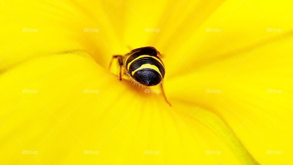 Bee drinking honey from a yellow flower