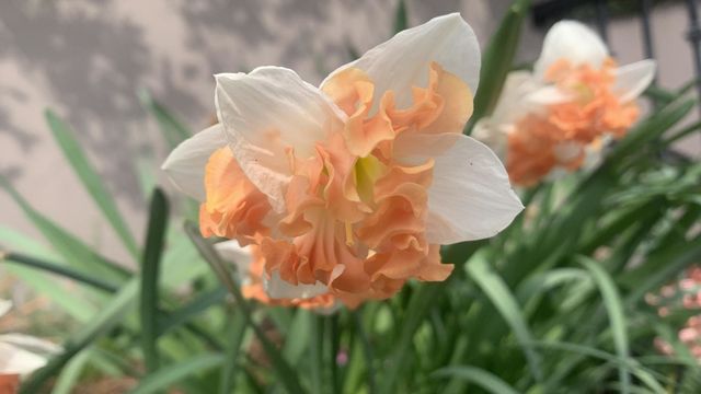 A close up of a blooming daffodil in spring 