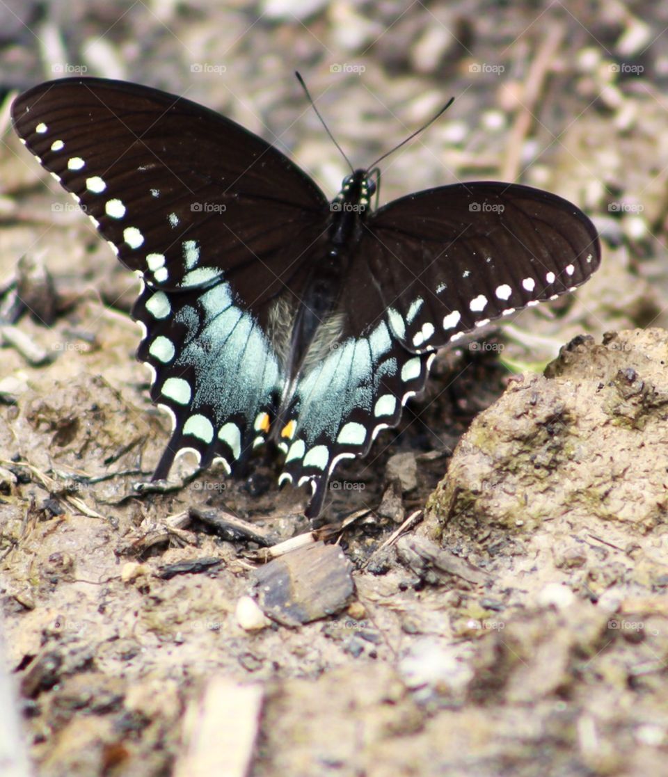  Black spotted butterfly 