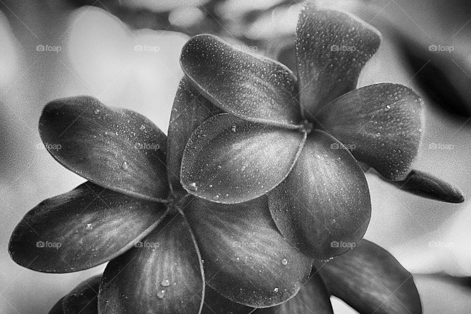 Close-up of black and white flowers