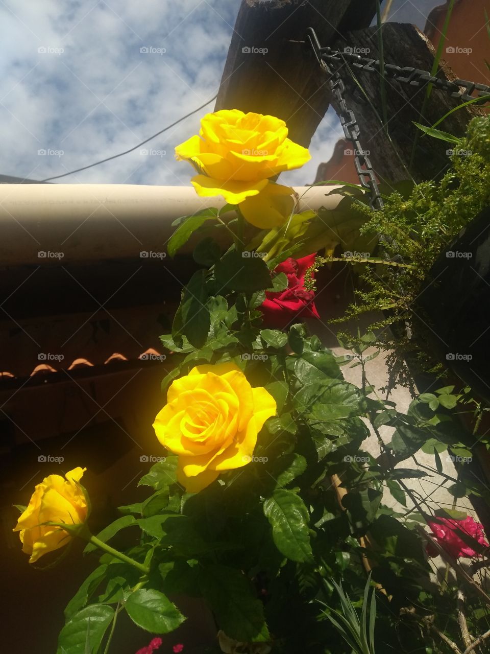 Colorful garden with red and yellow roses.../ Jardim colorido com rosas vermelhas e amarelas...