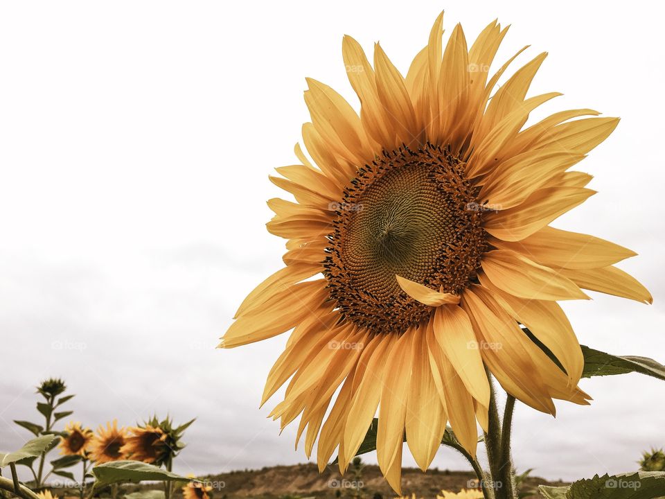 Nature, Summer, No Person, Flora, Flower