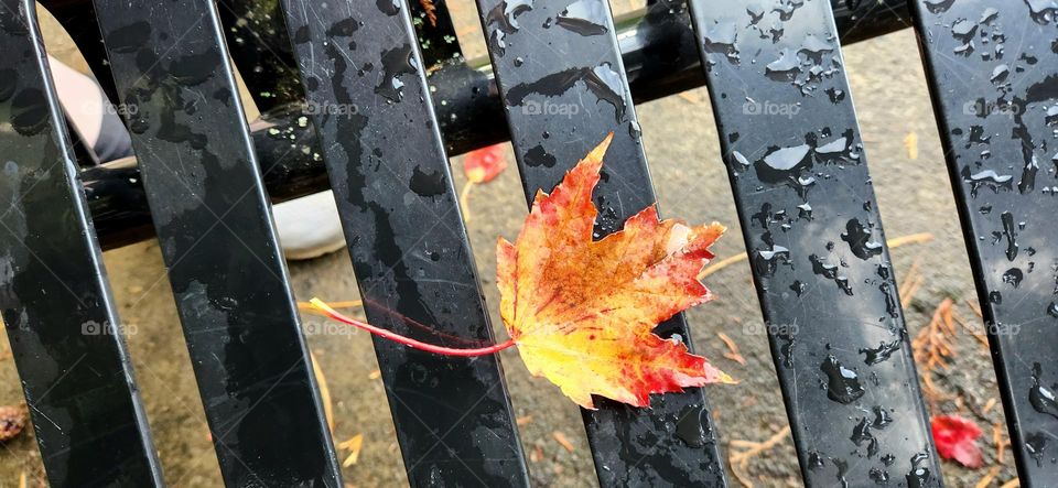 close up view of a fiery yellow orange red fallen leaf on a rain soaked park bench in Oregon