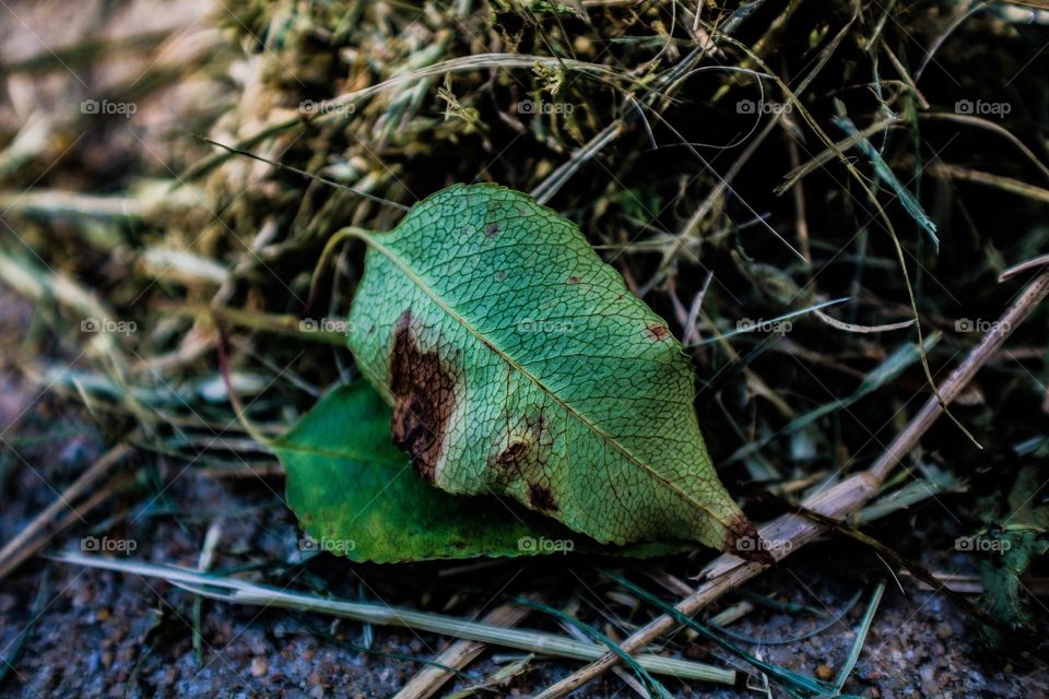 dying leaf resting against a pile of freshly cut grass