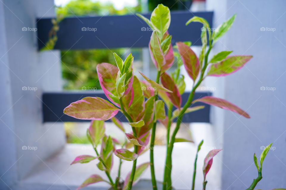 Portraits of a plant 