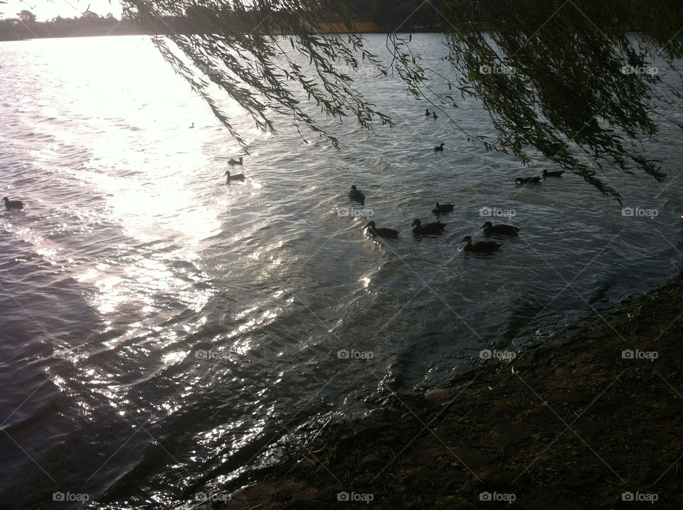 Lake Wendouree Sunset Duckies