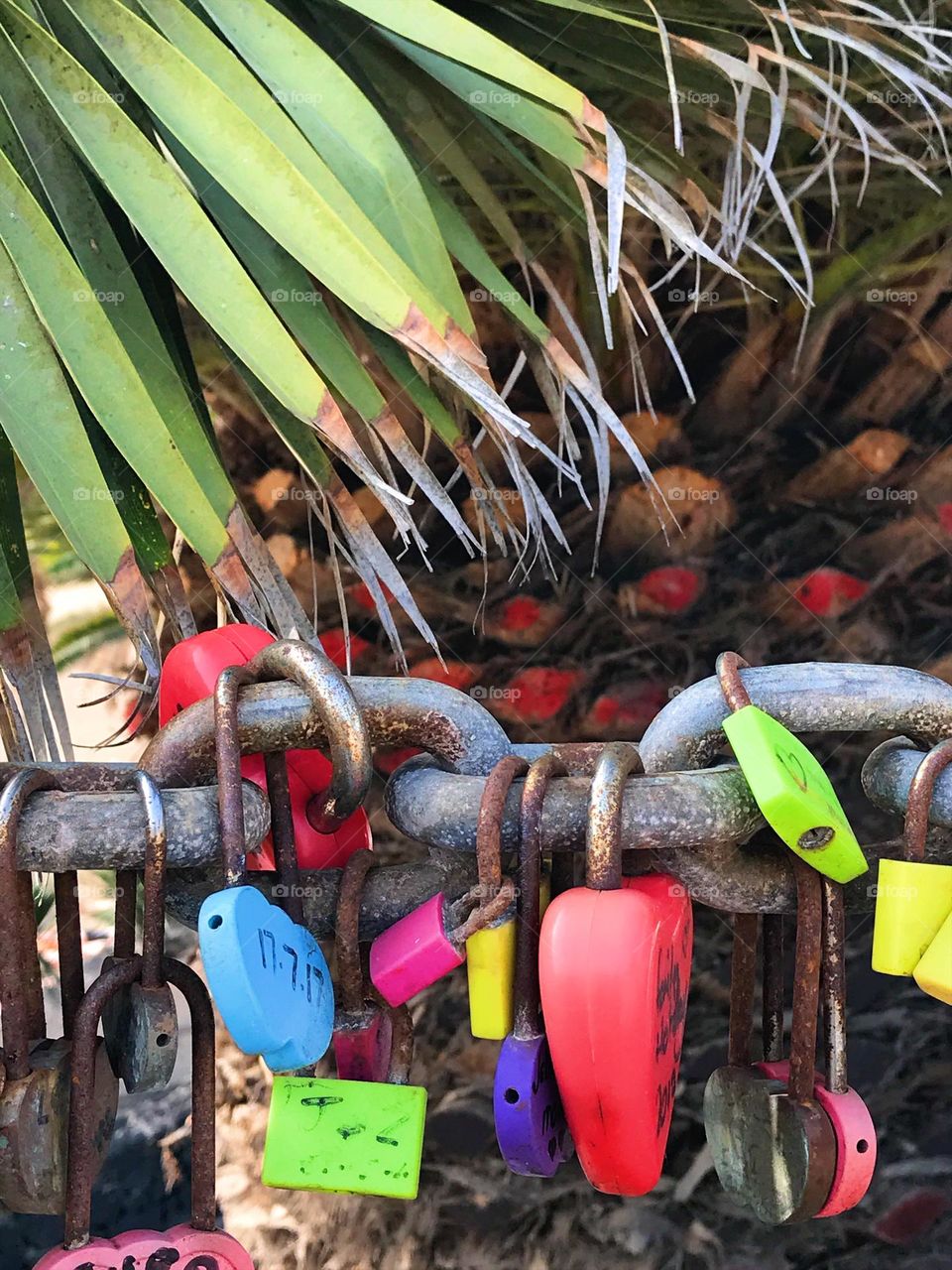 Popping colors of lovelocks