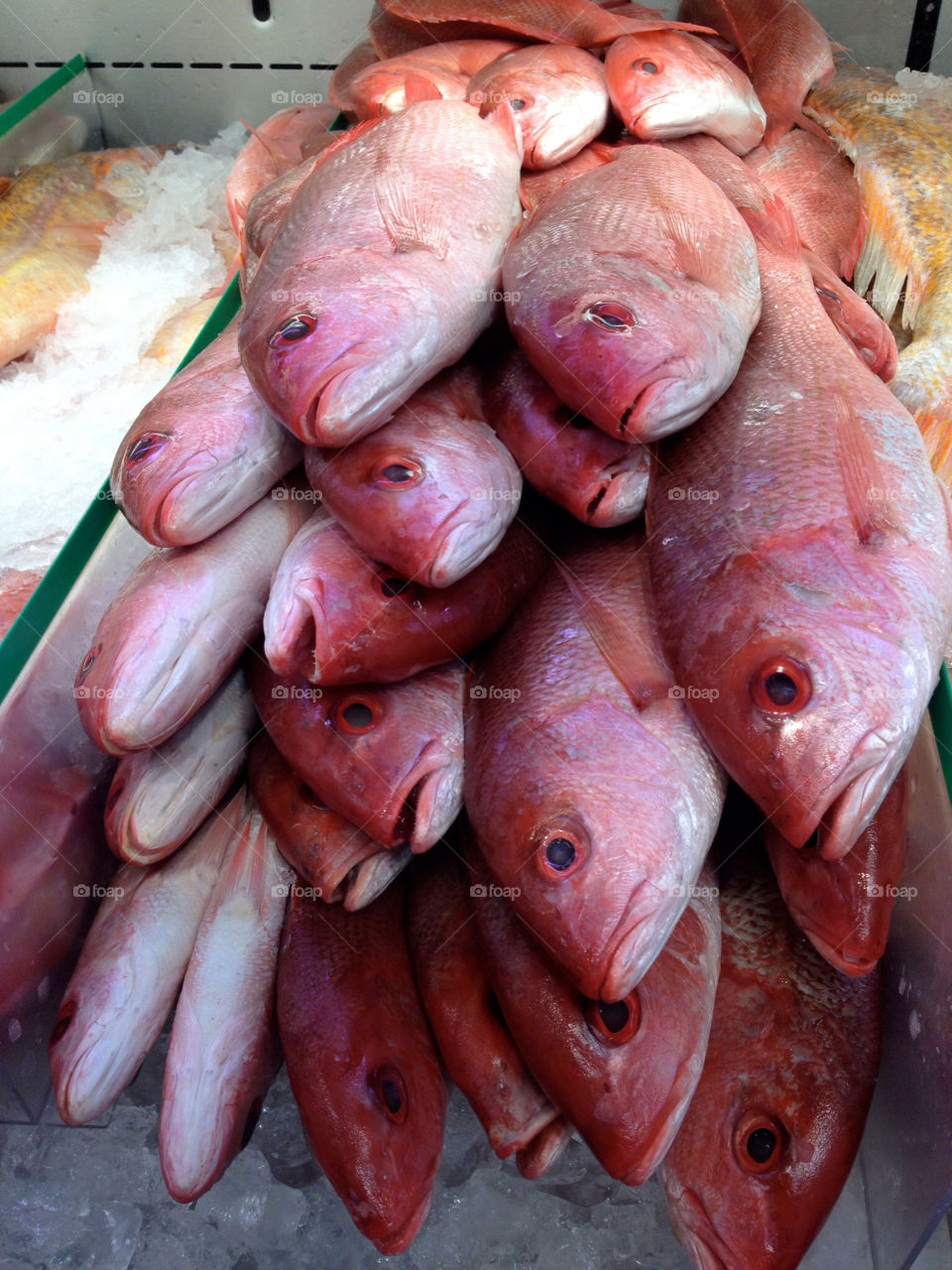pink red food fish by nebari