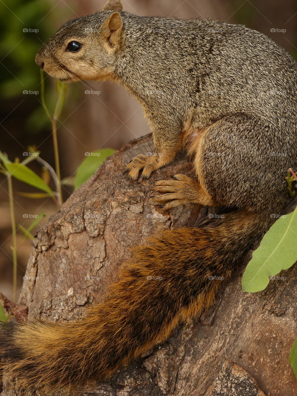 Side view of squirrel showing tail 