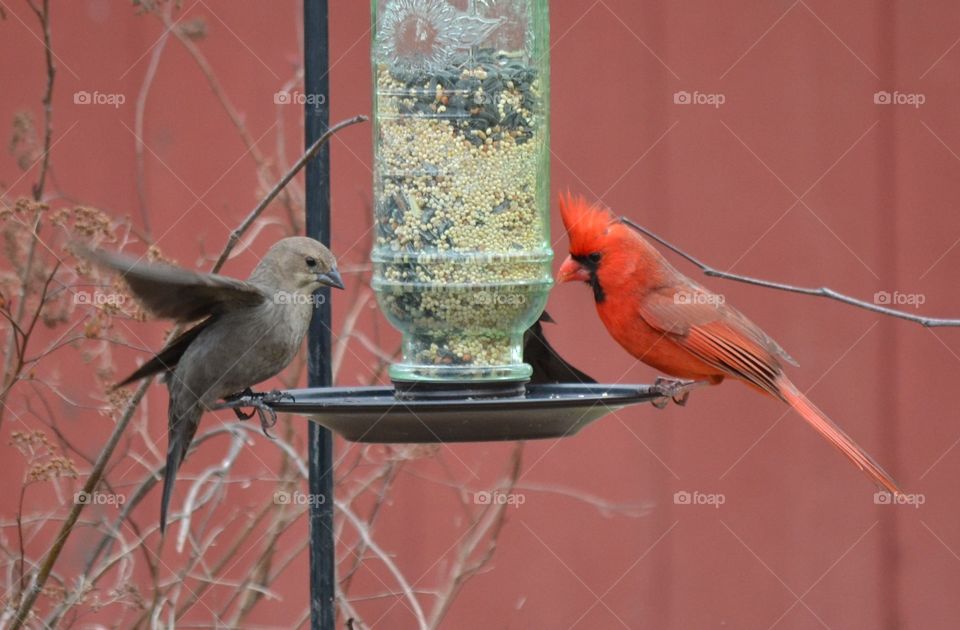 cardinal finch