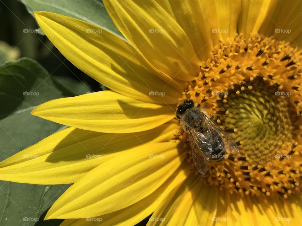 Sunflower Bee 