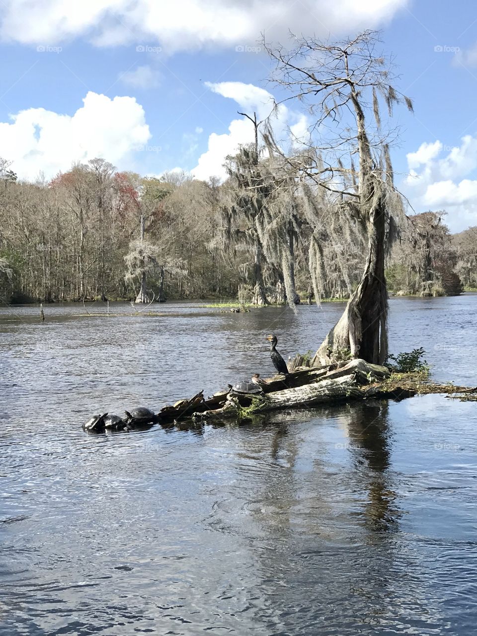Shell Island at Wakulla Springs Florida 