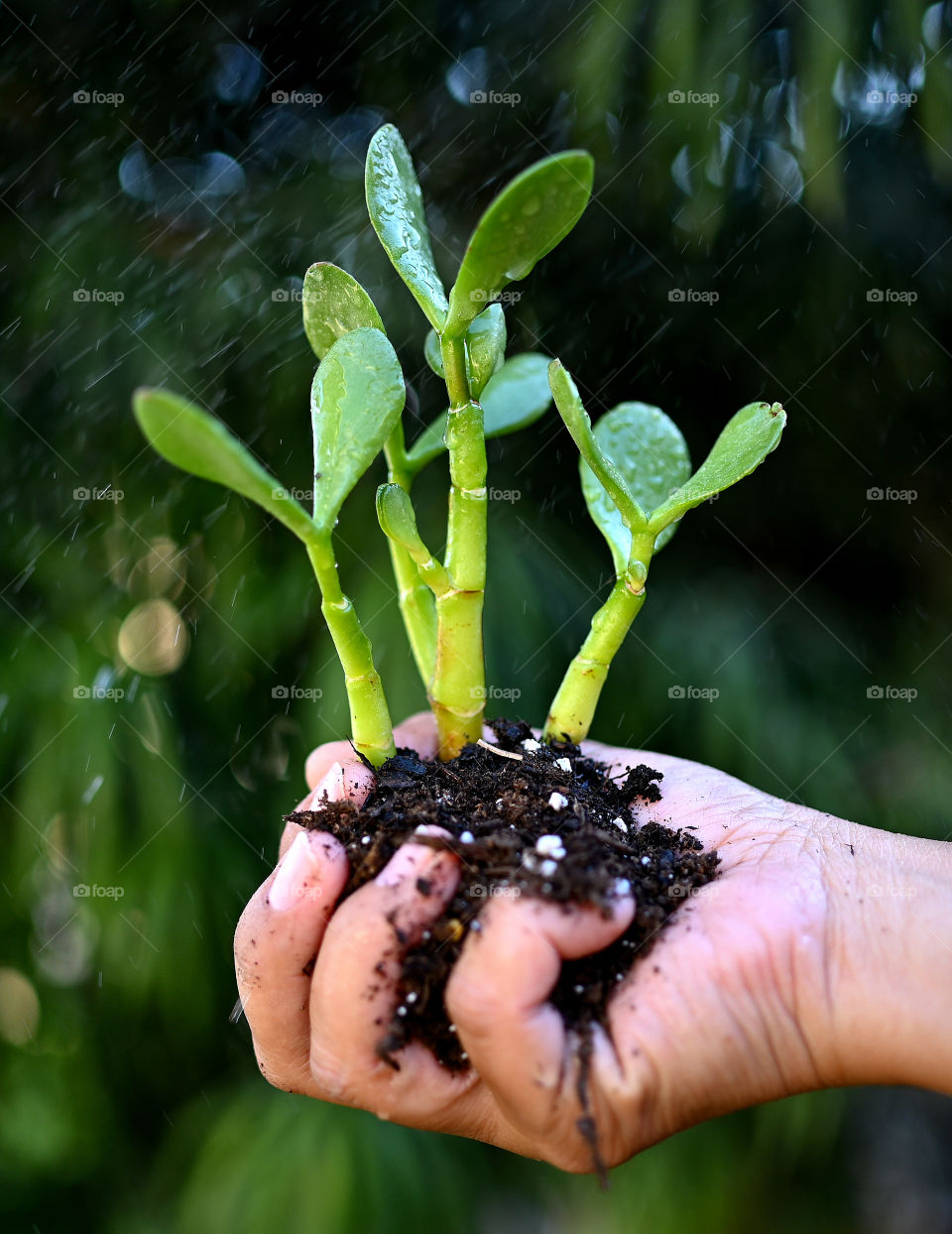 Close up shot of succulent plants handheld portrait with green blurry background 