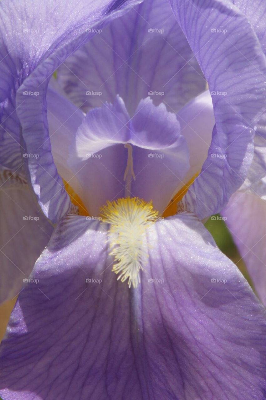 Light purple iris close up