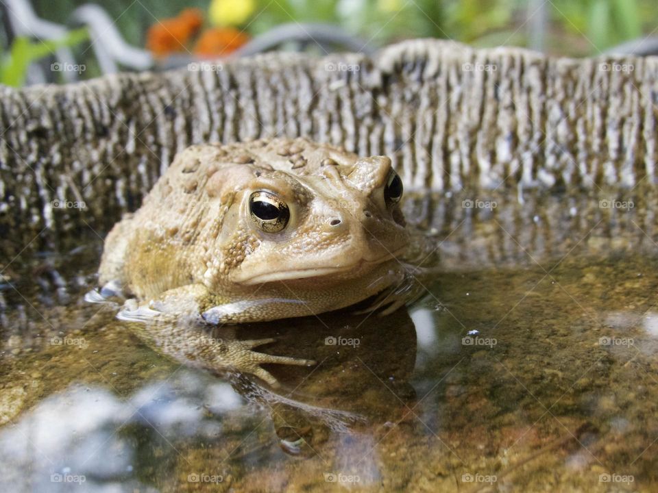 Frog sitting in the birdbath 