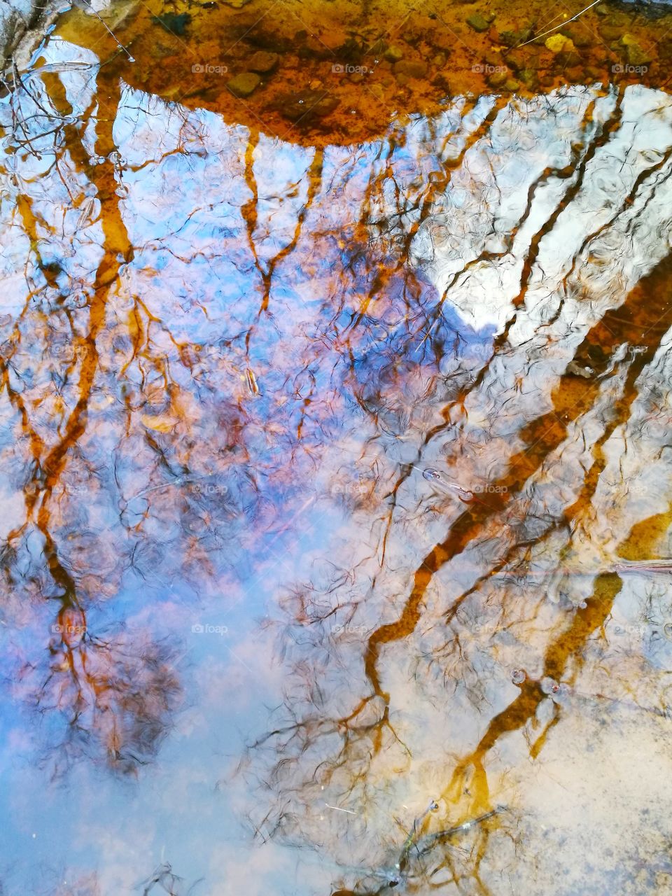 reflection of trees in winter