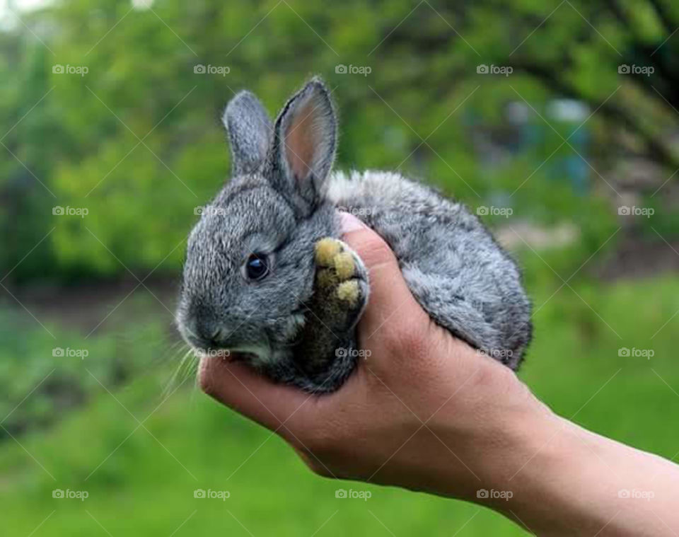man's hand holds a beautiful little gray rabbit on a background of green trees