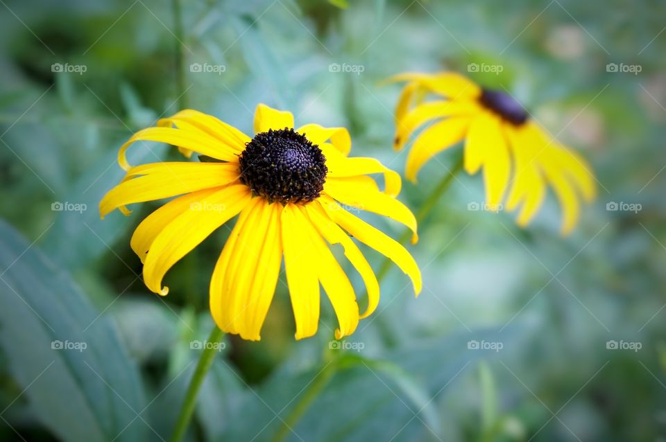 Black Eyed Susan 