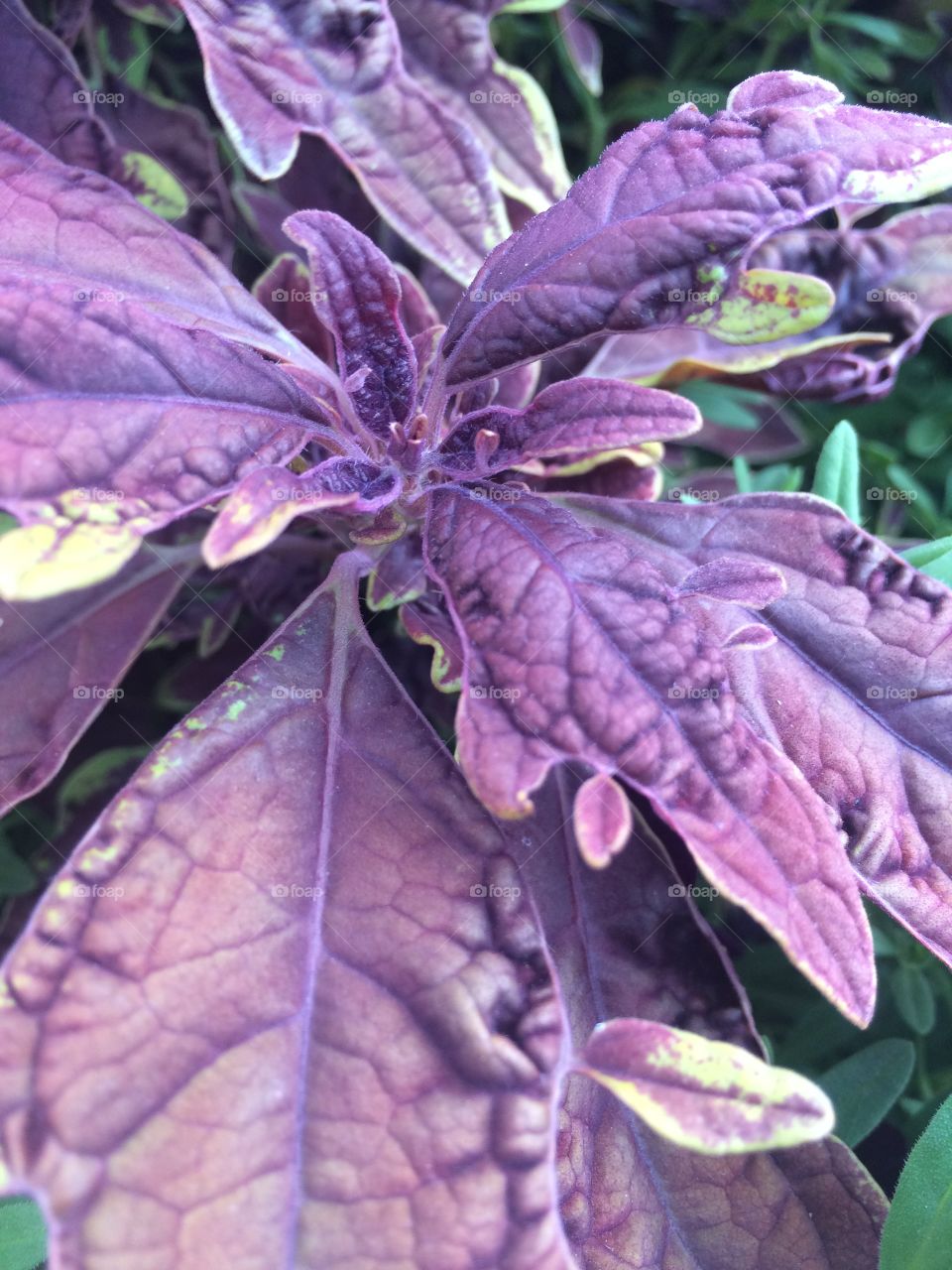 Gorgeous purple leaves of a plant in summer