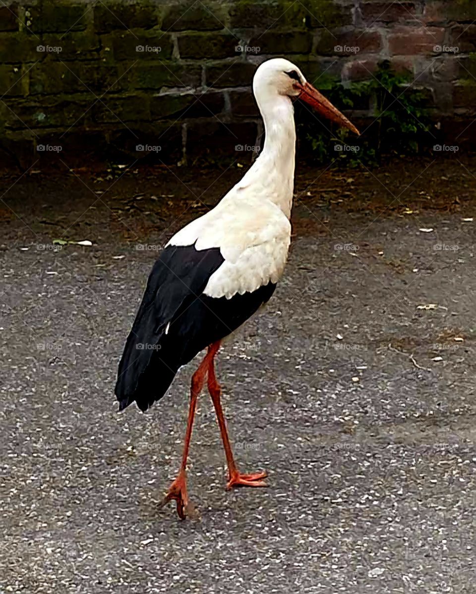 Close up on a black and white Stork which seems to be having a stroll on a pavement of Locronan village