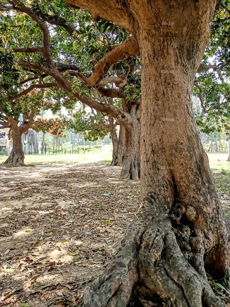 Beautiful mango garden awesome image india