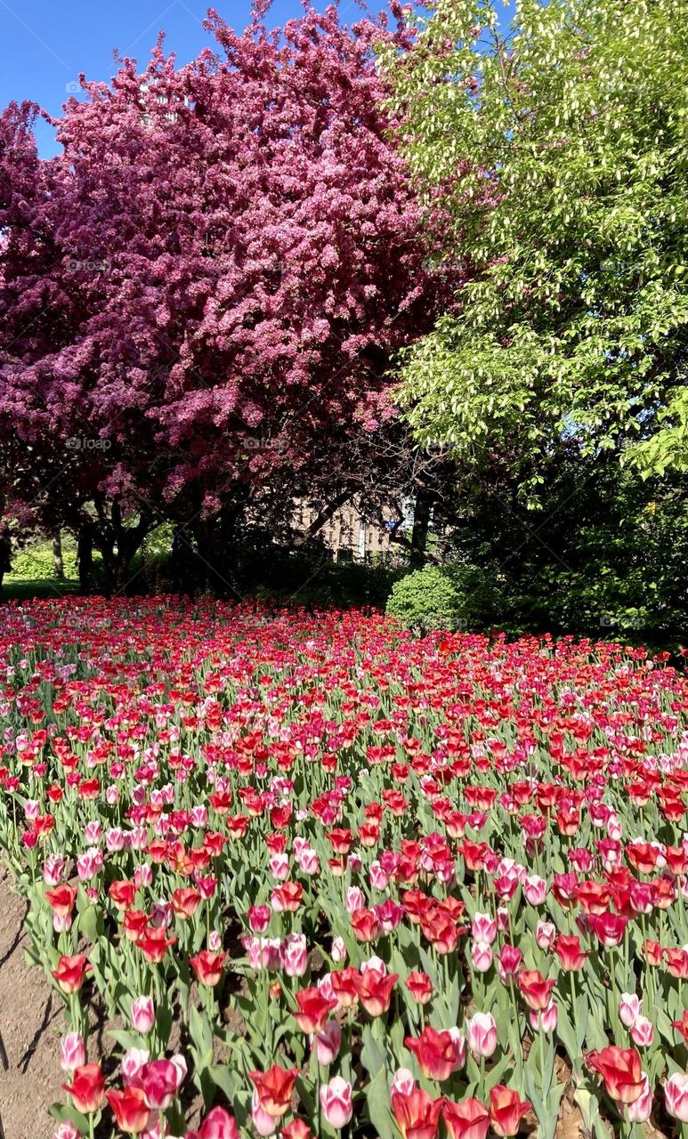 The beauty of the Canadian Tulip Festival is in full bloom every May in Ottawa.