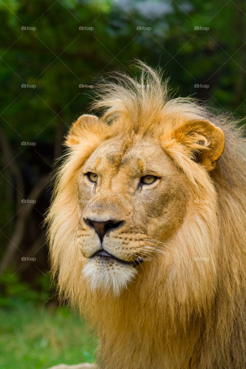 animal zoo wild lion by grindley78
